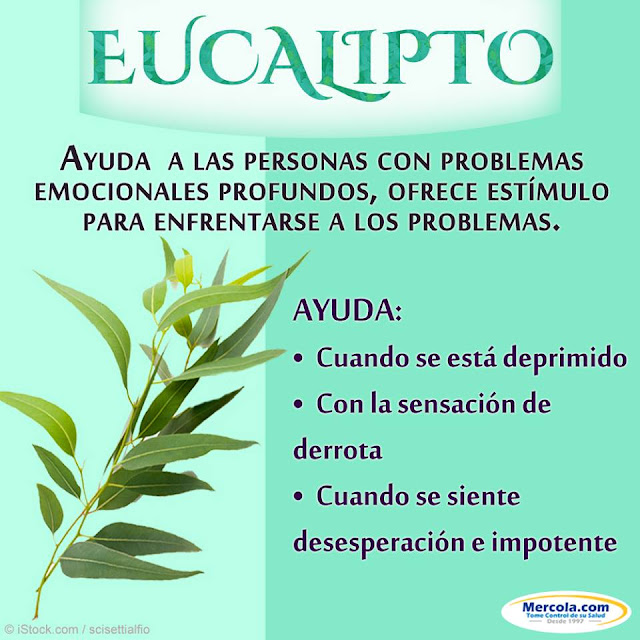 EUCALIPTO, REMEDIO NATURAL AROMÁTICO Y ORNAMENTAL EUCALIPTO, REMEDIO NATURAL AROMÁTICO Y ORNAMENTAL