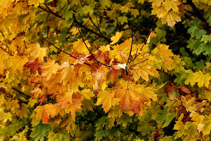 jesień, jesień w Edynburgu, autumn, fall, 