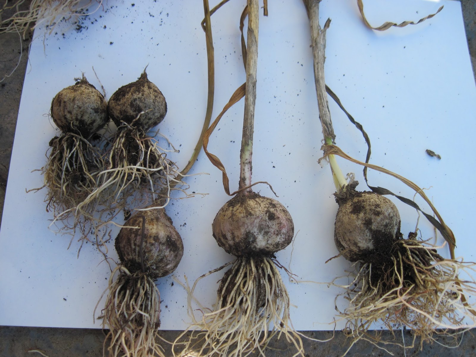 Growing Ontario Garlic Garlic Growing Guide