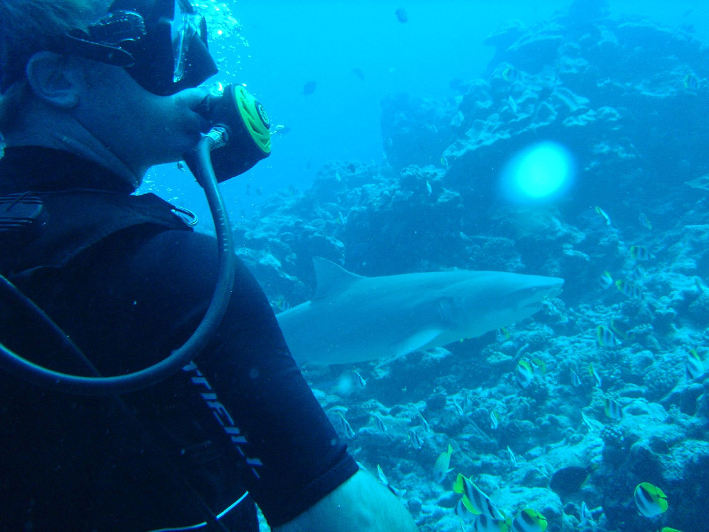 Bora Bora Lemon Shark