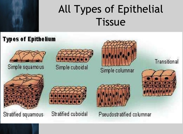 Epithelial Tissue - Medically