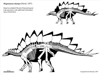 Stegosaurus