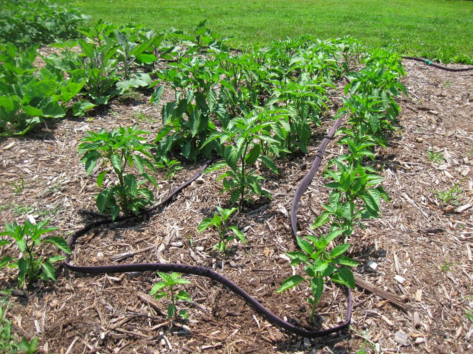 Kentucky Fried Garden Growing Peppers in the Vegetable Garden