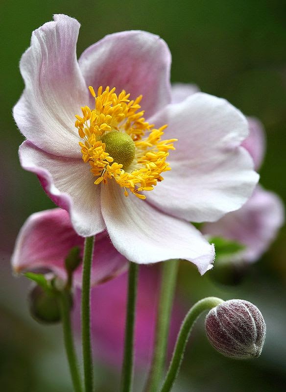 Japanese Anemone Floral Delight by AnyMotion** Dreaming Gardens pub