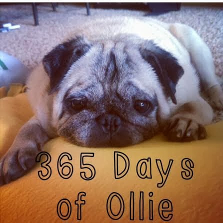 365 Days of Ollie