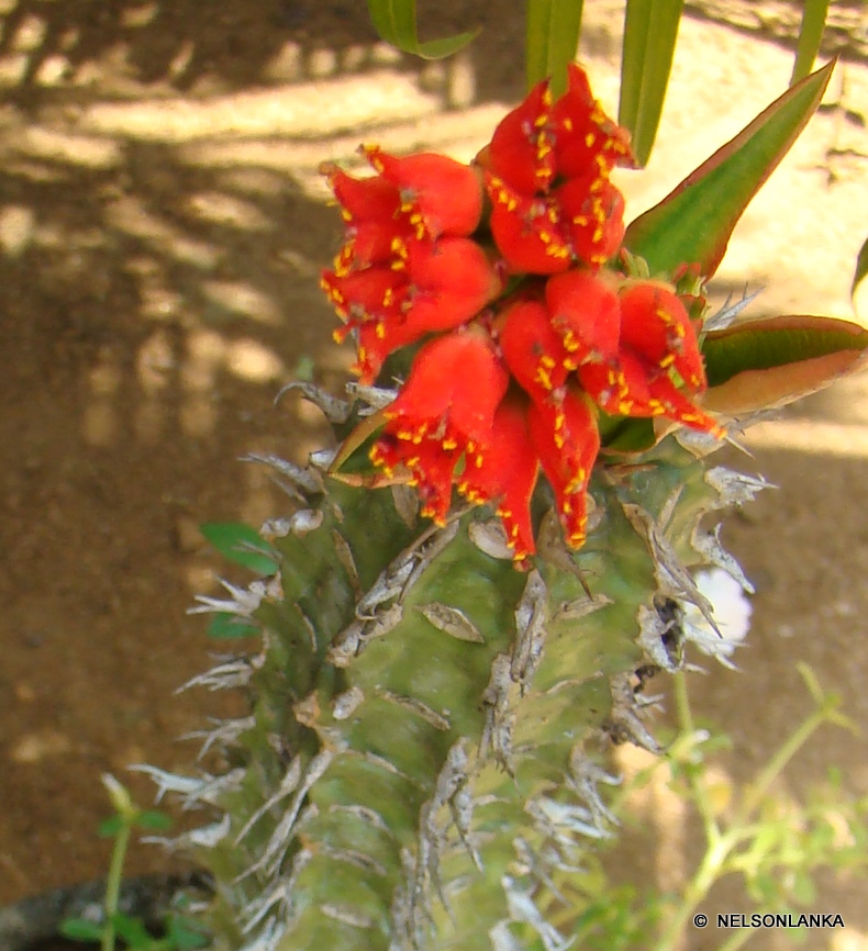 DiscoverSriLanka SRI LANKA FLOWERS [ CACTUS ]