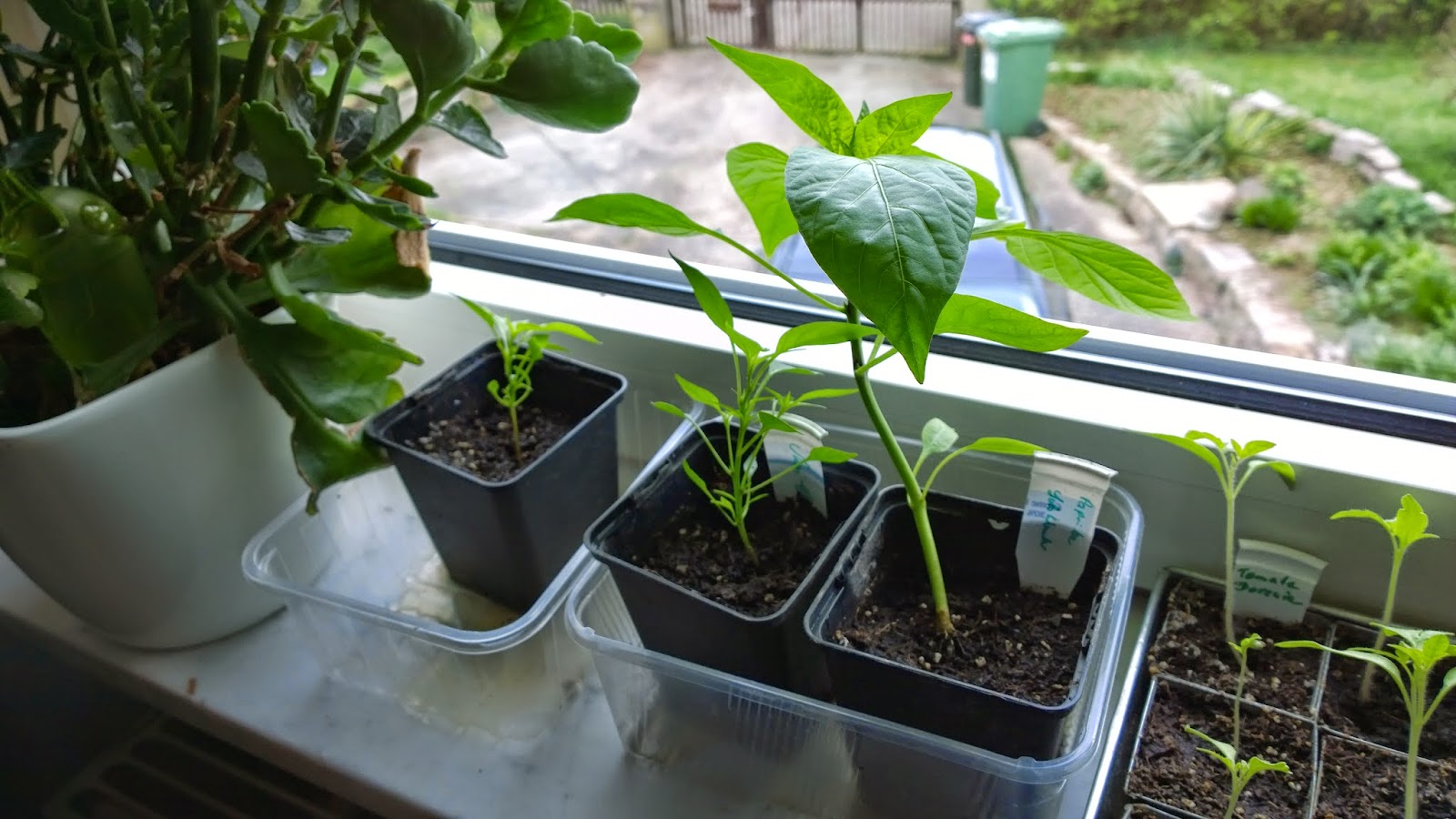 Paprika und Mini-Chilli (c) by Joachim Wenk Paprika und Mini-Chilli (c) by Joachim Wenk