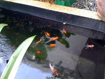 Tea garden Gold fish pond