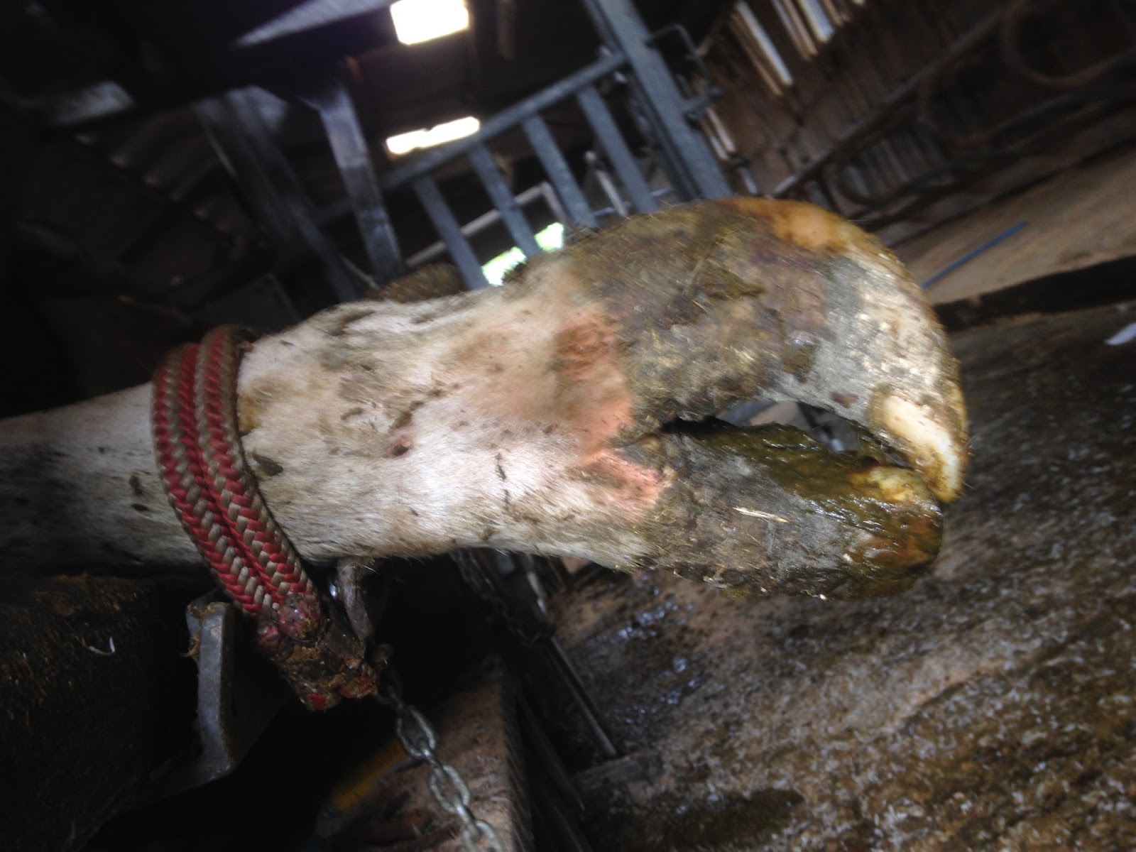 Hoof Trimming Vet in Training