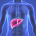 Liver - Human Liver Images
