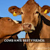 These Facts Will Make You Smile From Ear To Ear