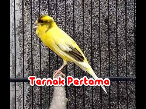 Download Suara Burung Kenari Gacor Durasi Panjang Mp3
