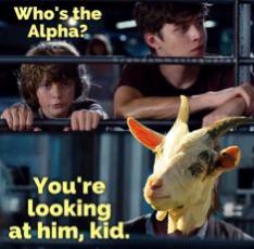 Alpha%2Bgoat.jpg