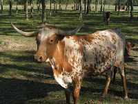 texas+cows+and+other+things+1.jpg