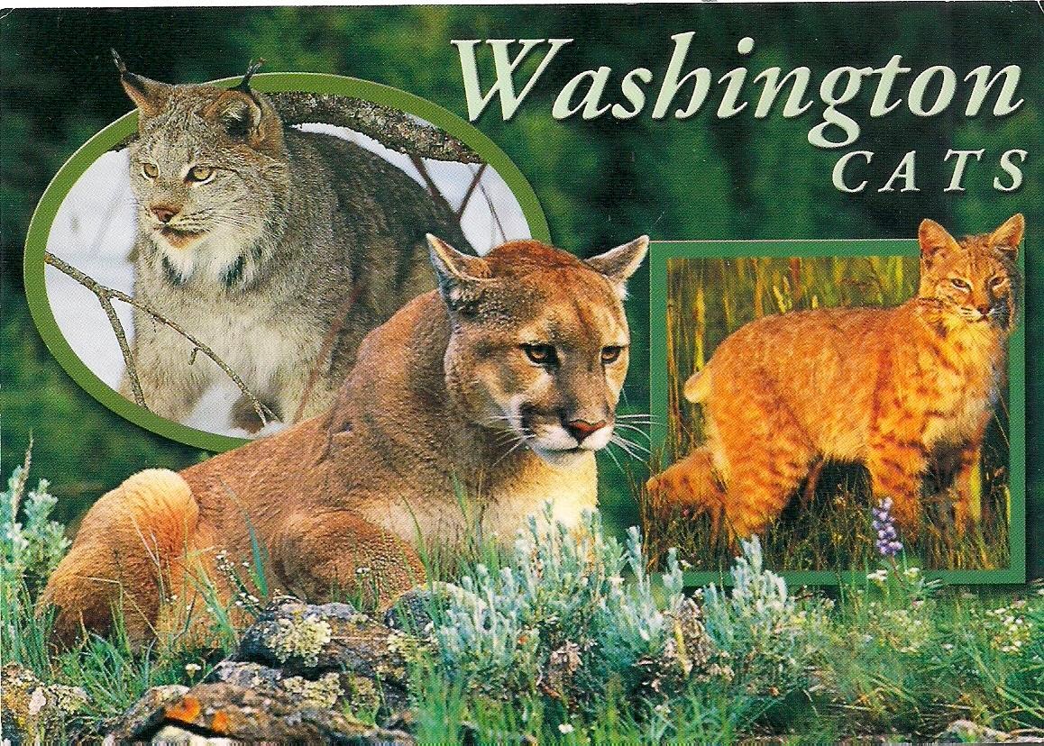 postcards2lufra Washington Cats