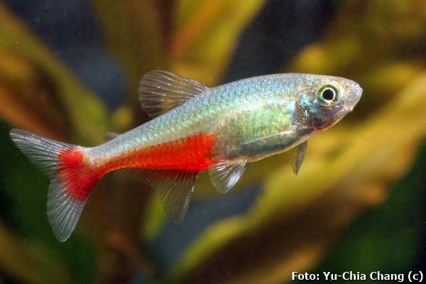 green fire tetra