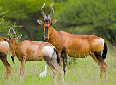 Hartebeest - Animals That Start With H Hartebeest - Animals That Start With H