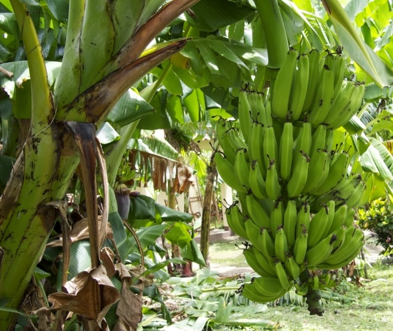 Geoecograph: О бананах
