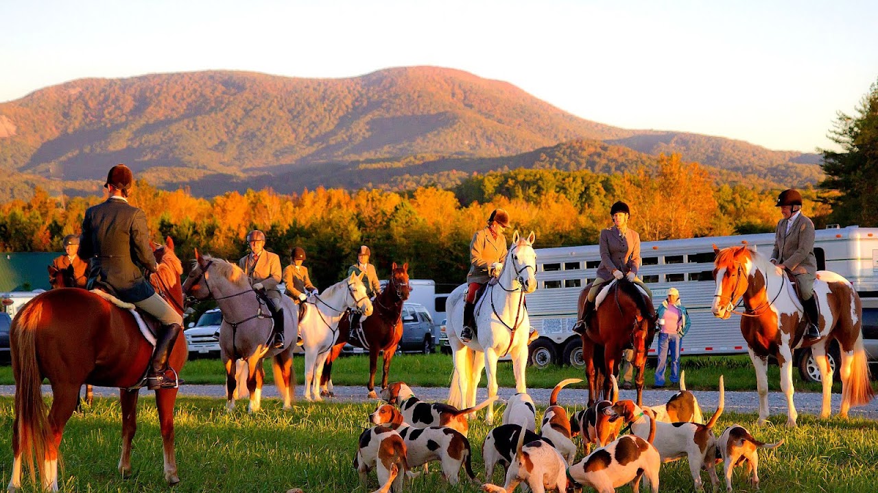 Horses For Sale In Charlotte Nc Horse Choices