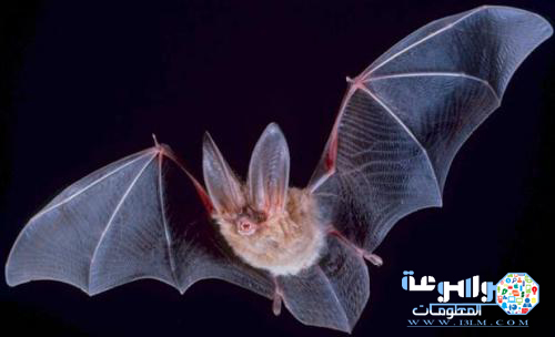 معلومات عن الخفاش