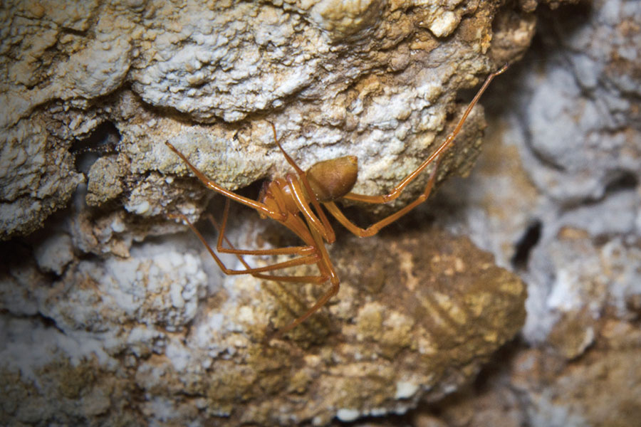 Sciency Thoughts New species of Cave Spider from Oregon.