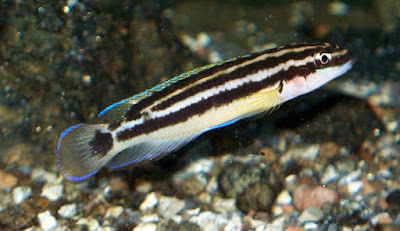 Ciclido Julidochromis Ornatus Ciclido Julidochromis Ornatus