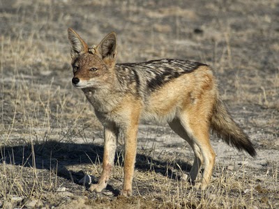 are jackals related to dogs