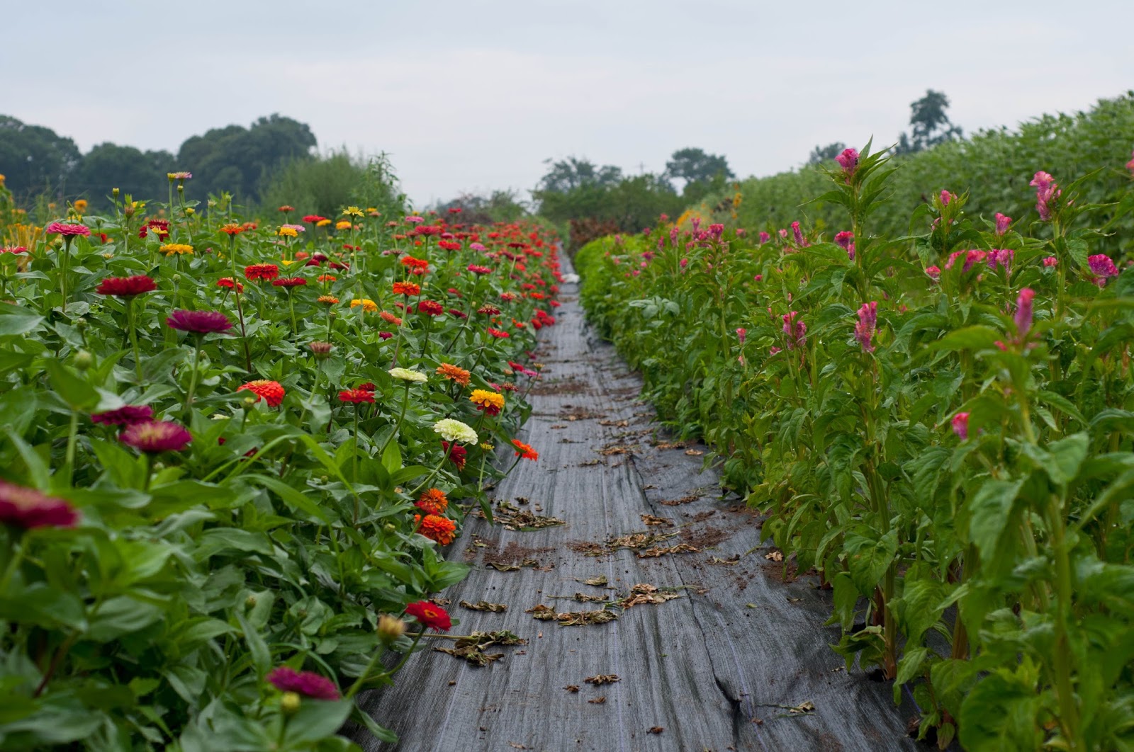 Robson's Farm U Pick Cut Flowers