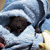 Un homme prend soin d'un bébé chauve-souris alors que le petit animal a été frappé par une voiture.