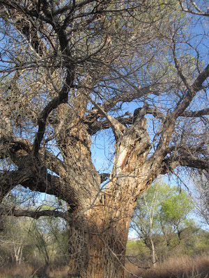 oak tree Claremont