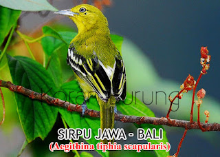 Mengenal Jenis Burung Sirpu / Sirtu Si Hijau Nan Merdu Di kalangan penghobi burung kicau burung ini Mengenal Jenis Burung Sirpu / Sirtu Si Hijau Nan Merdu