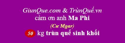 Trùn quế Cư M'gar