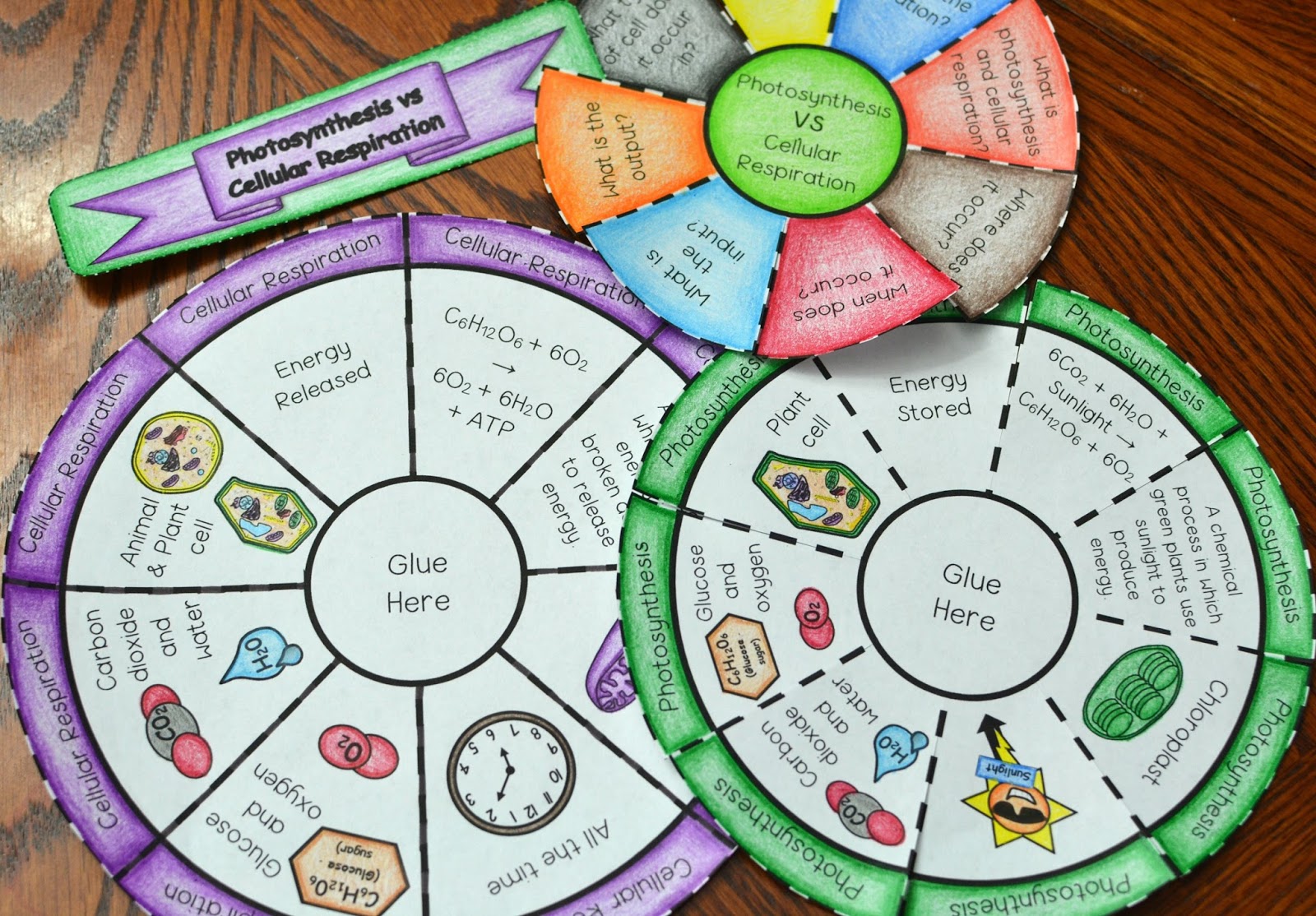 Math In Demand Photosynthesis Vs Cellular Respiration Wheel Foldable