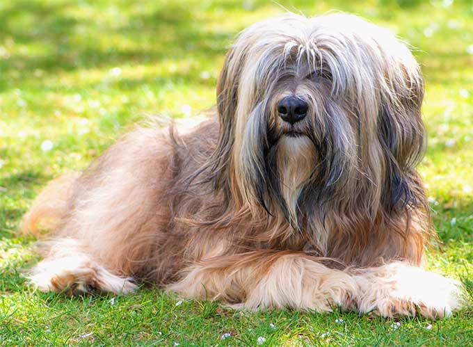 Everything About Your Tibetan Terrier Luv My Dogs