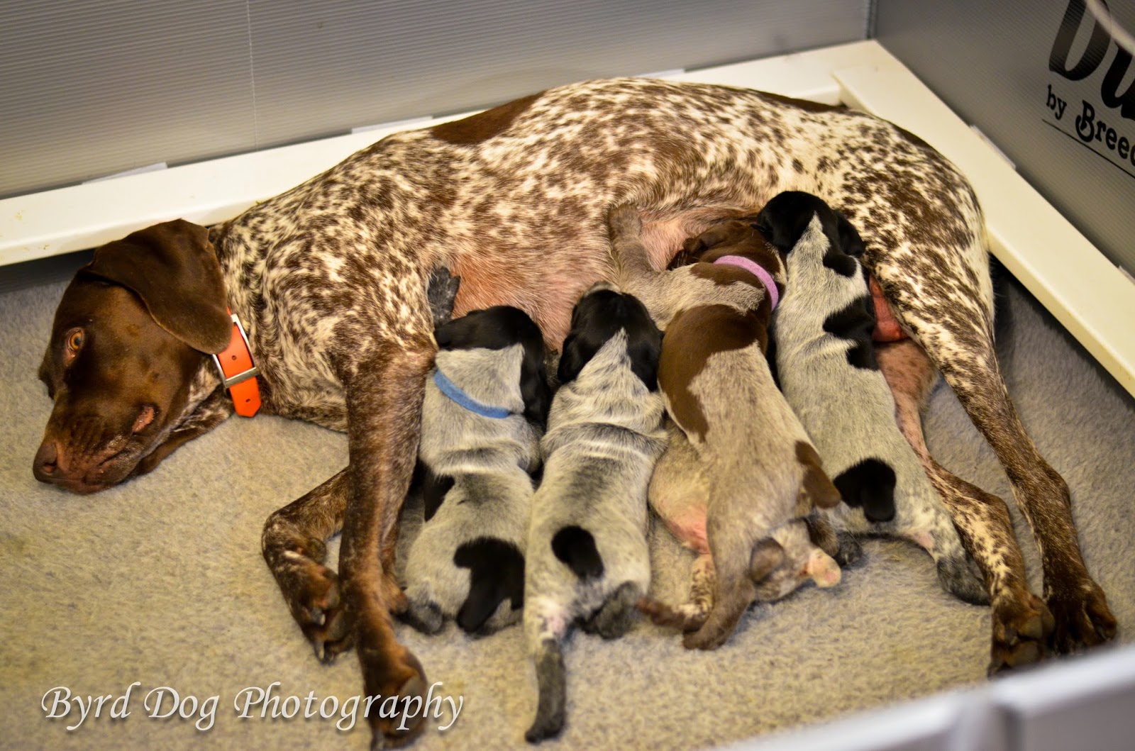 Adventures Of A Gsp Hunting Dog Our Experience With Canine Mastitis