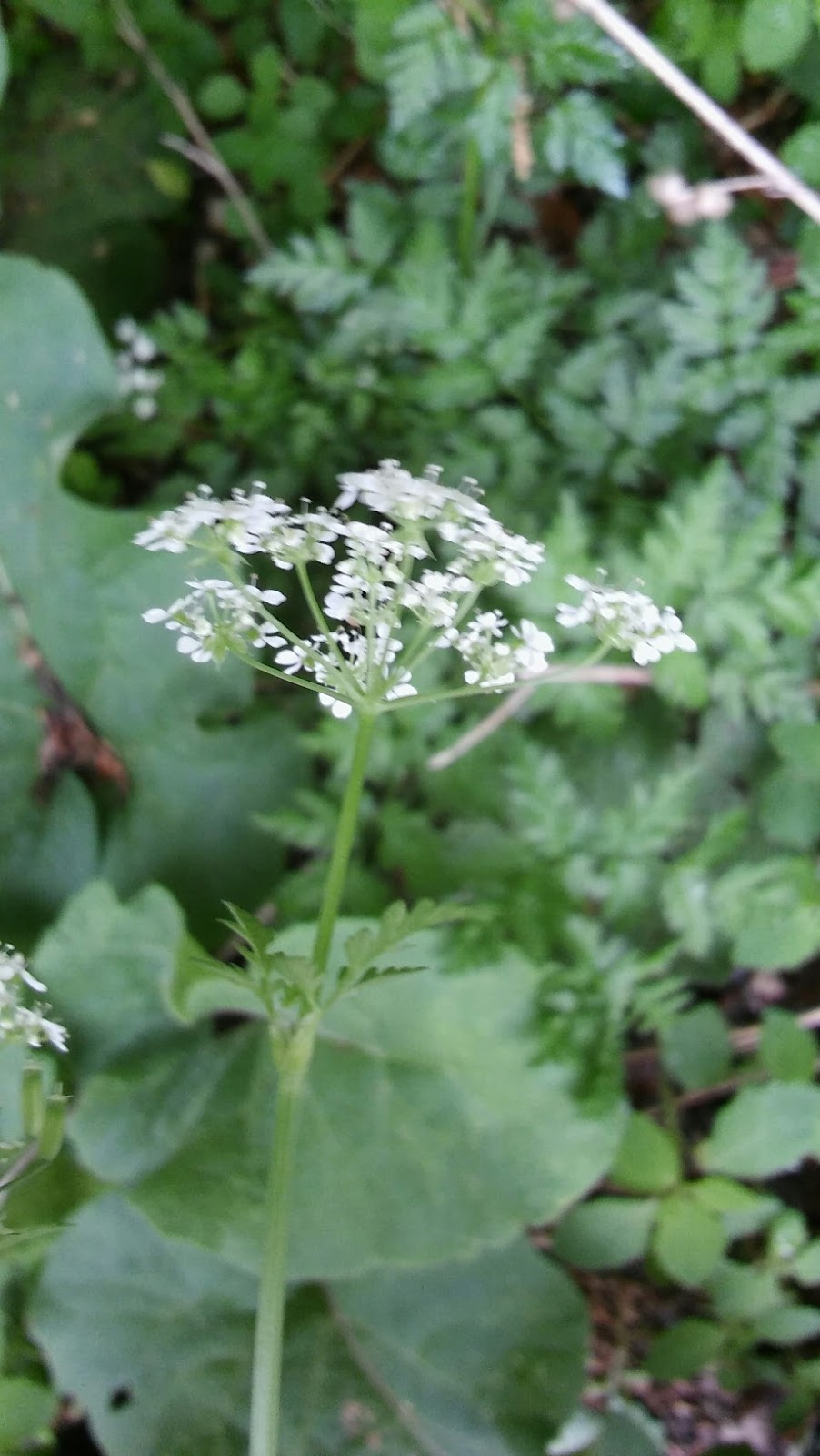 Rolandvue Rambler The Most Deadly Plant in North America?