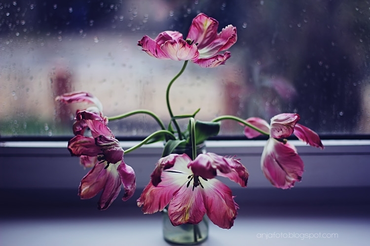 tulipan, tulipany, kwiaty, wiosenne kwiaty, wiosna, bokeh, bokeh photography