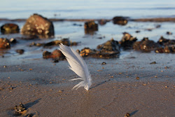 daves lives whatever wills battered feather forced direction wind fly