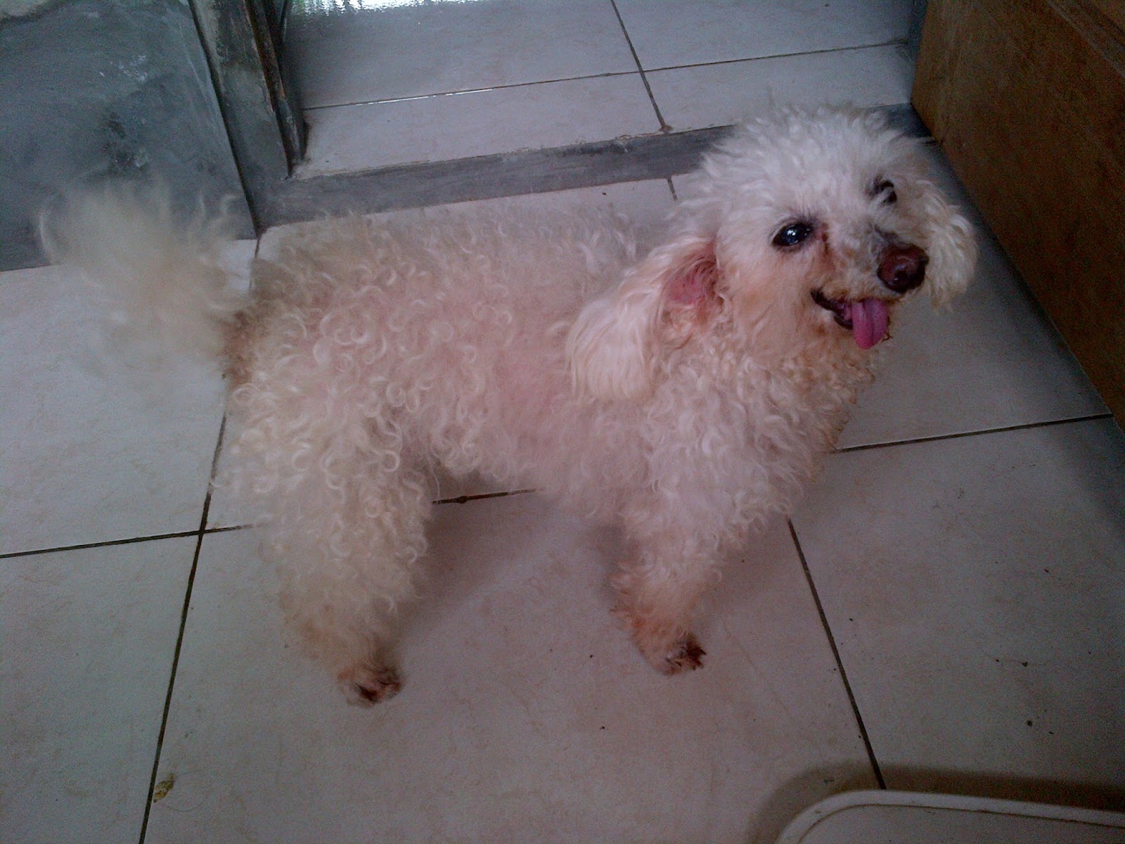 Anjing Rumahan Anjing Ras Poodle