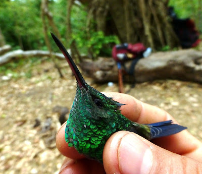 Steely-vented Hummingbird Blue-tailed Hummingbird