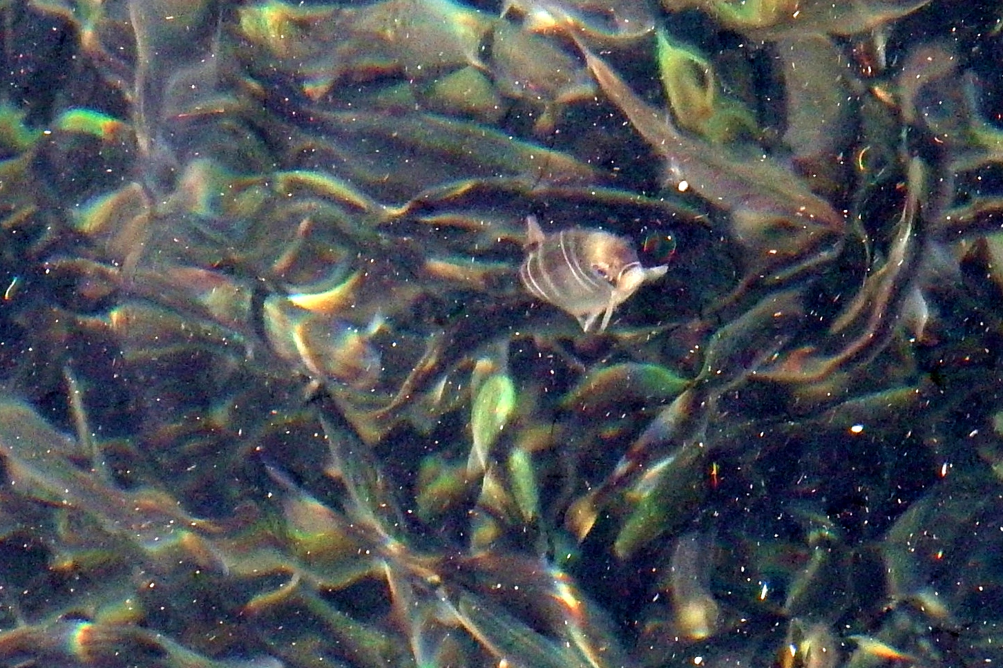 Brightfish Charters feeding the fish