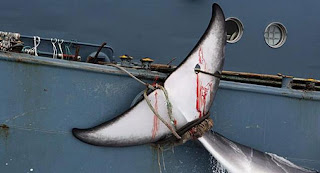 Ballena cazada en barco japones