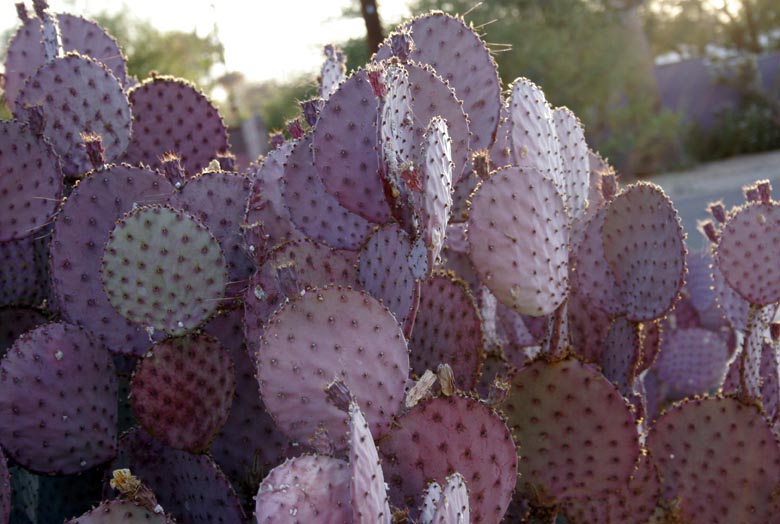 mountain monsoon 17 Pink Cactus