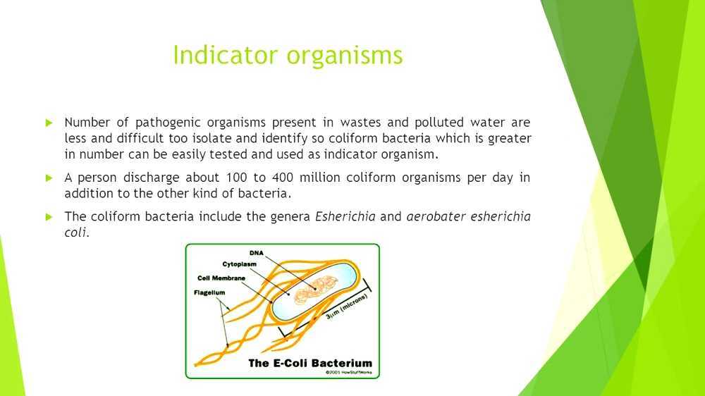 Indicator bacteria