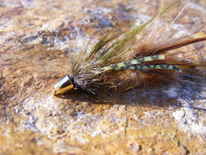Fly of the Day