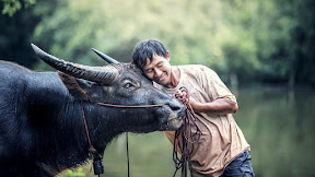 HEWAN PALING CERDAS DI DUNIA #hewan #cerdas