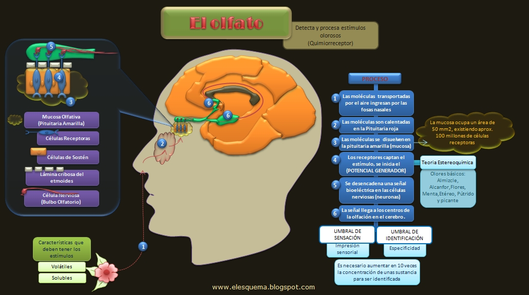 Esquemas, diagramas, gráficos y mapas conceptuales. El Sentido del Olfato Esquemas, diagramas, gráficos y mapas conceptuales. El Sentido del Olfato