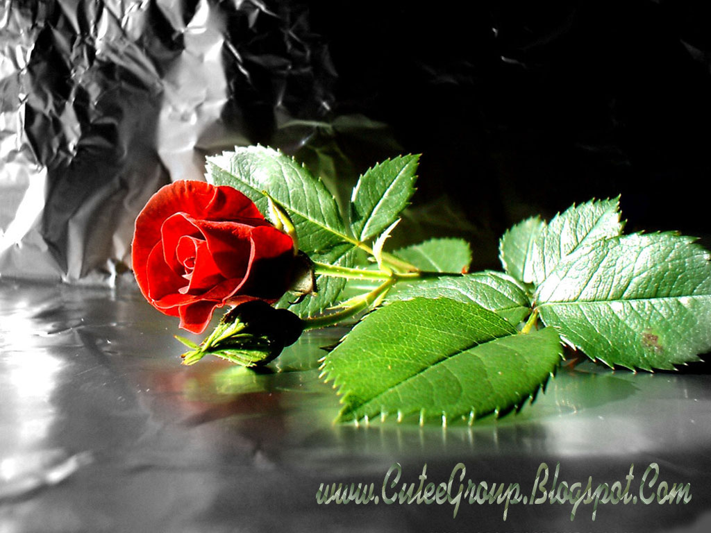  Cute  Roses  Wallpapers  The World Of Fun Cutee Group