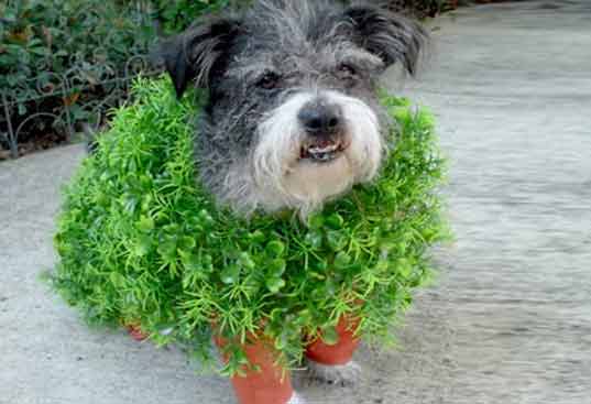 chia pet Halloween pet costume 