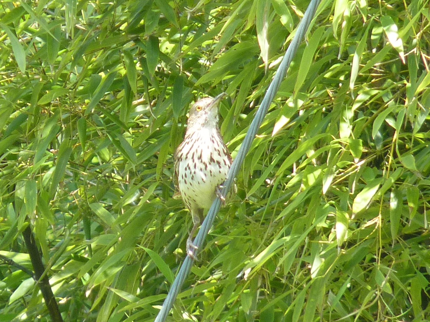 I Spy On Birds: Alabama Birds